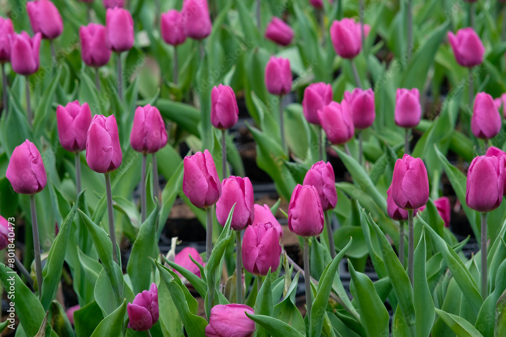 Pink tulips in Zhongshe Flower Market, Taichung Taiwan. Pink tulips in Zhongshe Flower Market, Taichung Taiwan.