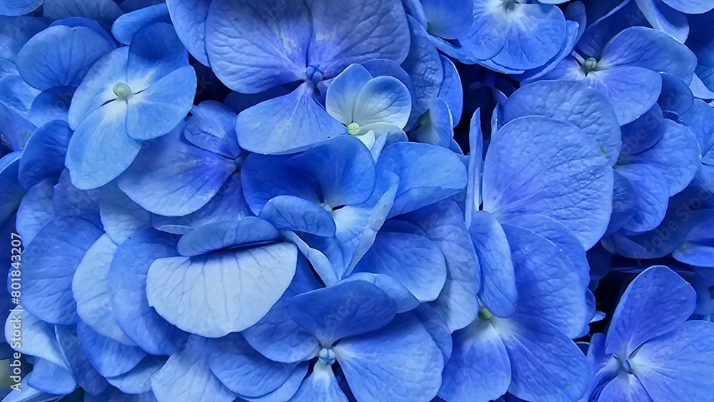 blue hydrangea flower background, blooming blue hydrangea flower background, blooming
