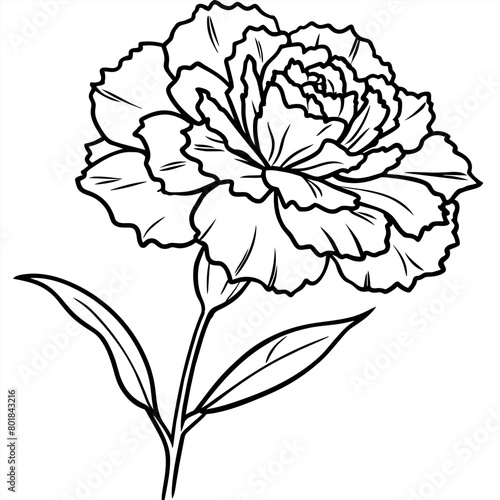 Carnation flower plant outline illustration coloring book page design, 
Carnation flower plant black and white line art drawing coloring book pages for children and adults