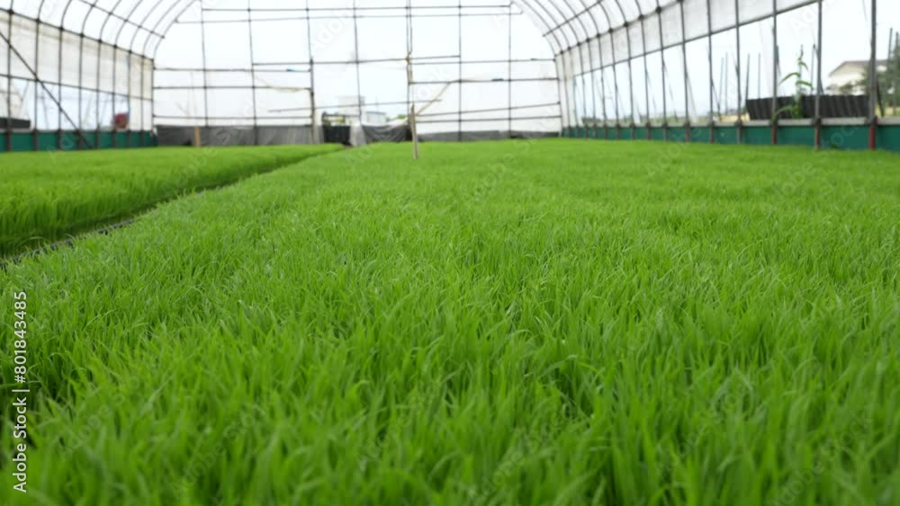 rice seeding in greenhouse. rice plant. Japanese agriculture. ビニールハウス内の稲の苗、若い稲、新芽。田植え。日本の農業 rice seeding in greenhouse. rice plant. Japanese agriculture. ビニールハウス内の稲の苗、若い稲、新芽。田植え。日本の農業