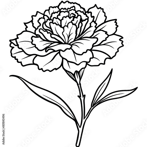 Carnation flower plant outline illustration coloring book page design   Carnation flower plant black and white line art drawing coloring book pages for children and adults