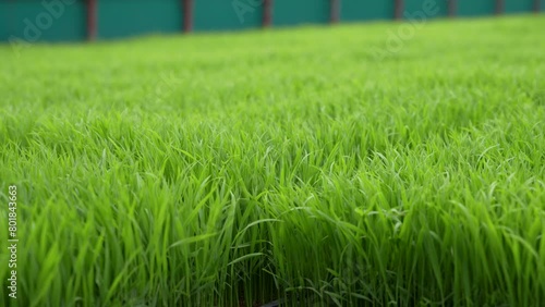 rice seeding in greenhouse. rice plant. Japanese agriculture. 　ビニールハウス内の稲の苗、若い稲、新芽。田植え。日本の農業