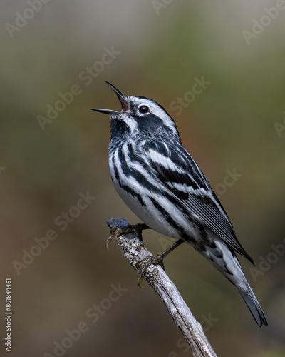 Black and White Warbler
