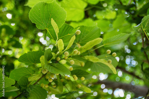 Southern Urals, the fruits of the small-leaved linden (Tilia cordata).