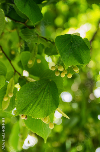 Southern Urals, the fruits of the small-leaved linden (Tilia cordata).