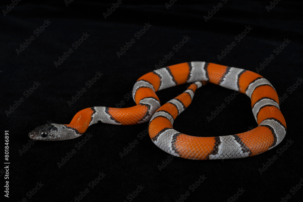 Naklejka premium Gray-banded Kingsnake on black background