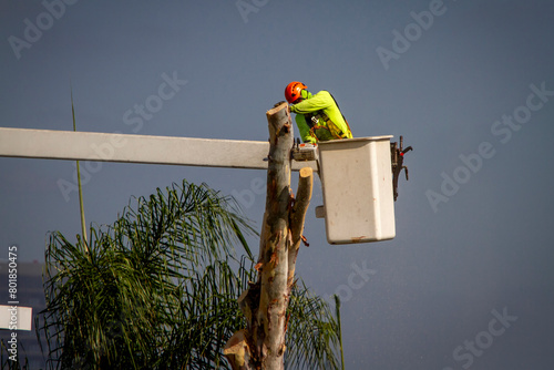A man in a manlift bucket with a chainsaw cutting down a eucalyptus tree .
