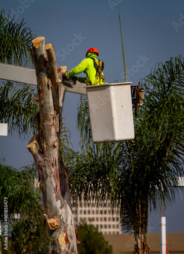 A man in a manlift bucket with a chainsaw cutting down a eucalyptus tree .