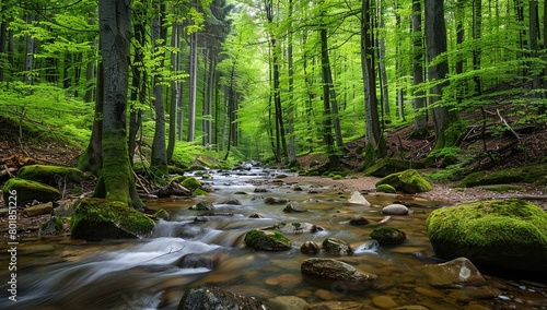 Beautiful forest with green trees and rocks in the stream