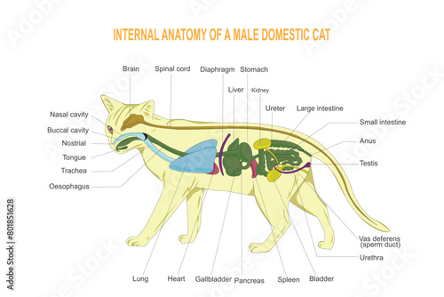 Internal anatomy of a domestic cat.Carnivores. Mammalian.
