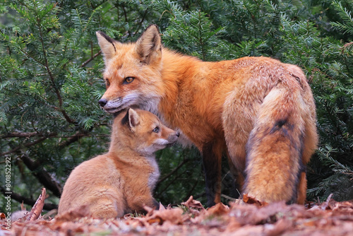 Portrait of mother red fox and her baby in the forest, Canada