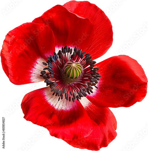 Close-up of a red anemone flower