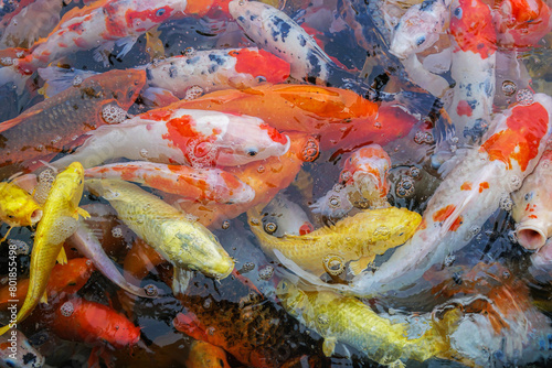 Koi fish are an extremely popular and colorful form of the fish species Amur carp (Cyprinus rubrofuscus). photo