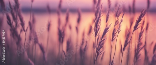 Little grass stem close-up with sunset over calm sea  sun going down over horizon. Pink   purple