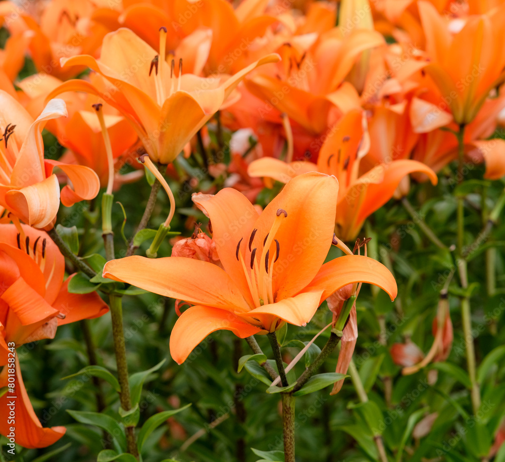 Orange lilies in Zhongshe Flower Farm in Taichung City, Taiwan. Orange lilies in Zhongshe Flower Farm in Taichung City, Taiwan.