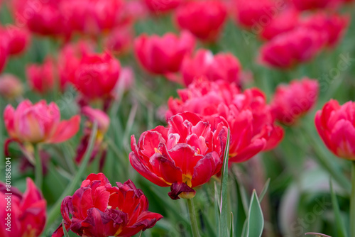 Wallpaper Mural Pinkish red double early tulips in Zhongshe Flower Farm in Taichung City, Taiwan. Torontodigital.ca