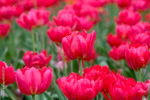Pinkish red double early tulips in Zhongshe Flower Farm in Taichung City, Taiwan.