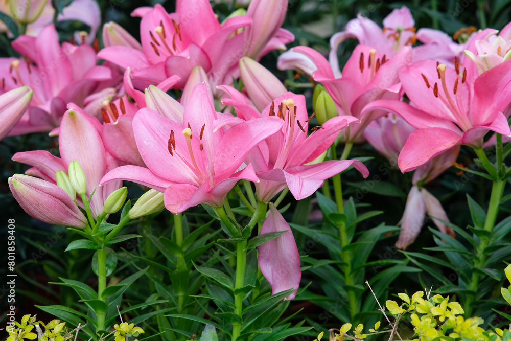 Pink lilies in Zhongshe Flower Farm in Taichung City, Taiwan. Pink lilies in Zhongshe Flower Farm in Taichung City, Taiwan.