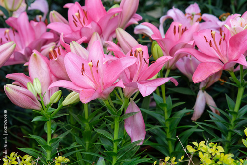 Pink lilies in Zhongshe Flower Farm in Taichung City, Taiwan.