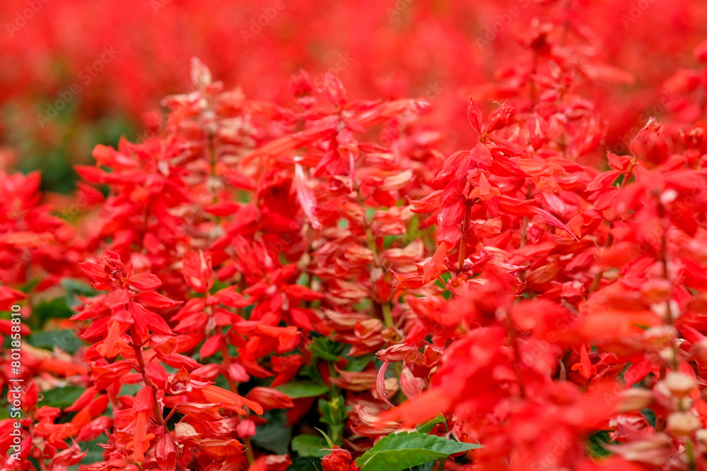 Scarlet sage in Zhongshe Flower Market, Taichung Taiwan. Scarlet sage in Zhongshe Flower Market, Taichung Taiwan.