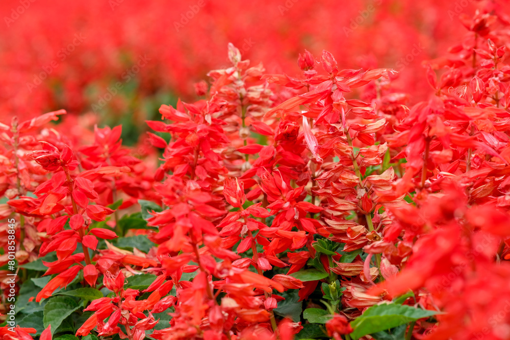 Scarlet sage in Zhongshe Flower Market, Taichung Taiwan.