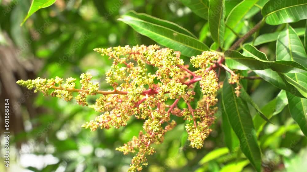 Wind blowing Mango tree flowers growing ready to grow into young tropical fruit exotic Wind blowing Mango tree flowers growing ready to grow into young tropical fruit exotic