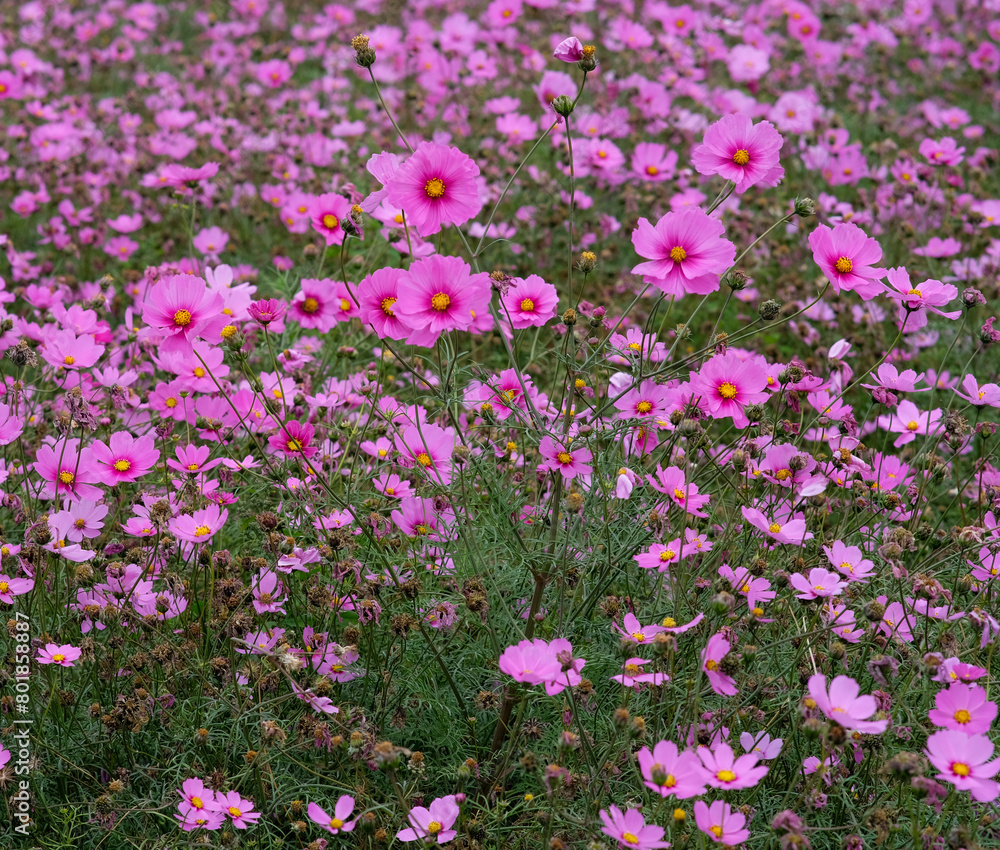 Pink garden cosmos in Zhongshe Flower Market, Taichung Taiwan.