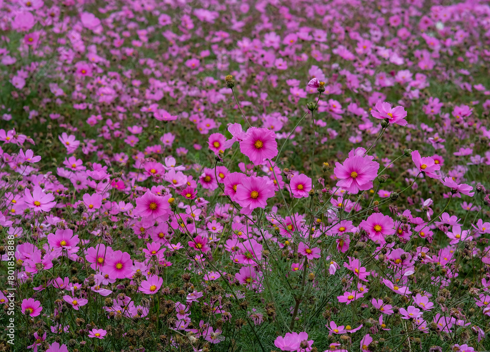 Pink garden cosmos in Zhongshe Flower Market, Taichung Taiwan. Pink garden cosmos in Zhongshe Flower Market, Taichung Taiwan.