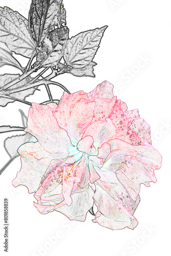 Wallpaper Mural Dessin d’hibiscus  Torontodigital.ca