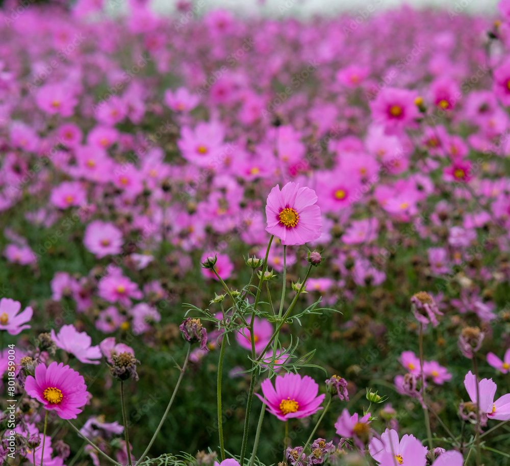 Pink garden cosmos in Zhongshe Flower Market, Taichung Taiwan. Pink garden cosmos in Zhongshe Flower Market, Taichung Taiwan.