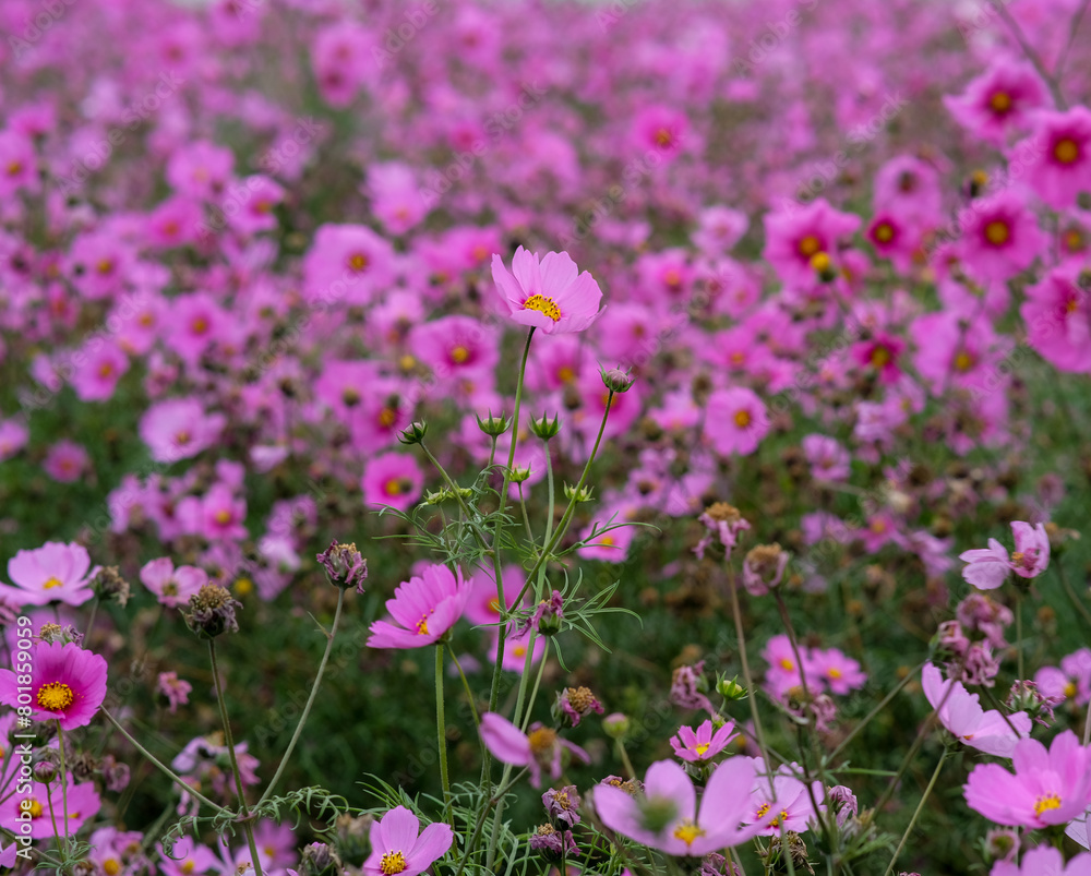 Pink garden cosmos in Zhongshe Flower Market, Taichung Taiwan. Pink garden cosmos in Zhongshe Flower Market, Taichung Taiwan.