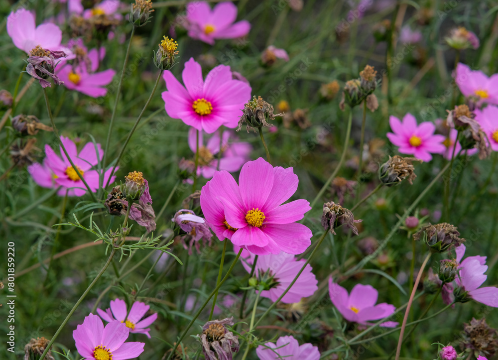 Pink garden cosmos in Zhongshe Flower Market, Taichung Taiwan. Pink garden cosmos in Zhongshe Flower Market, Taichung Taiwan.