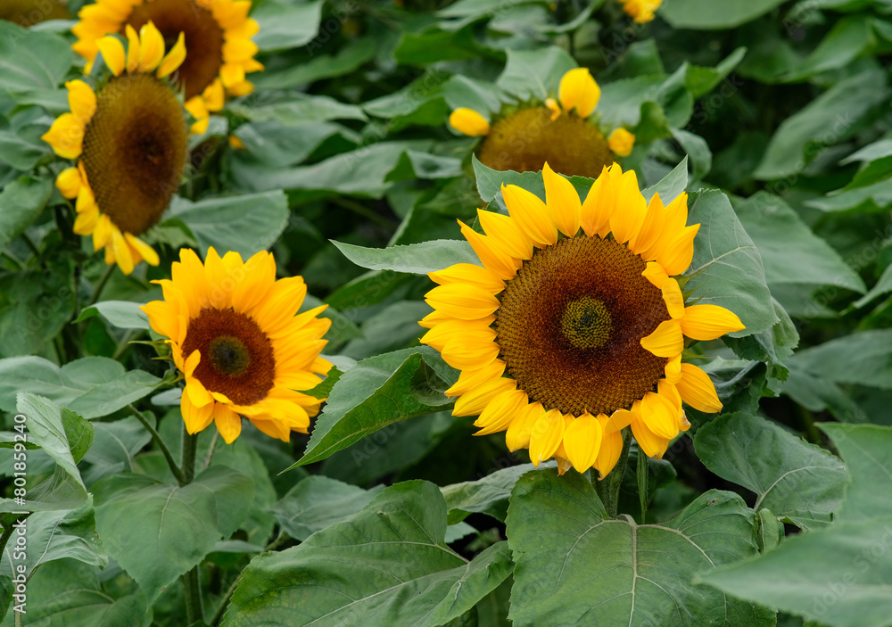 Obraz premium Giant sunflowers in Zhongshe Flower Farm in Taichung City, Taiwan.