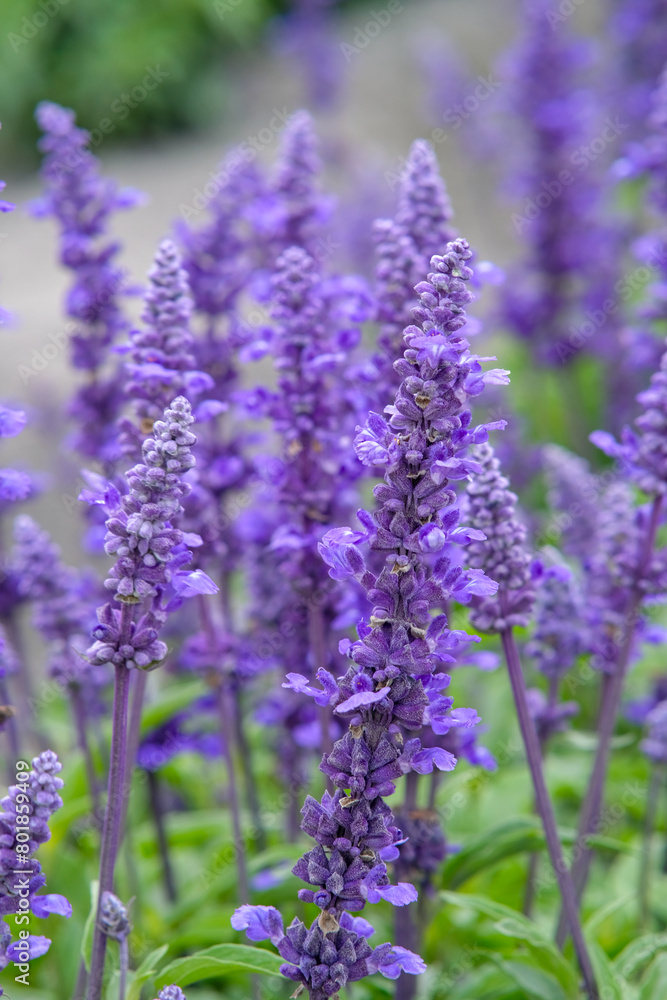 English lavender in Zhongshe Flower Market, Taichung Taiwan.