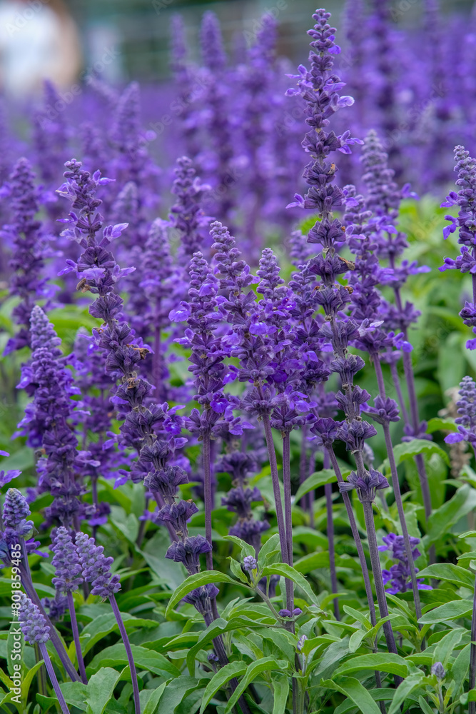 English lavender in Zhongshe Flower Market, Taichung Taiwan. English lavender in Zhongshe Flower Market, Taichung Taiwan.