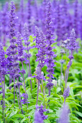 English lavender in Zhongshe Flower Market, Taichung Taiwan.