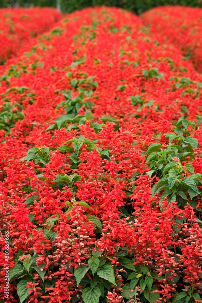 Scarlet sage in Zhongshe Flower Market, Taichung Taiwan. Scarlet sage in Zhongshe Flower Market, Taichung Taiwan.