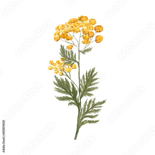 Blue tansy wild herb with yellow flowers isolated on white. Hand painted in watercolor. High quality illustration for cards, packages, essential oil bottles, oil infusions, notebooks, eco design