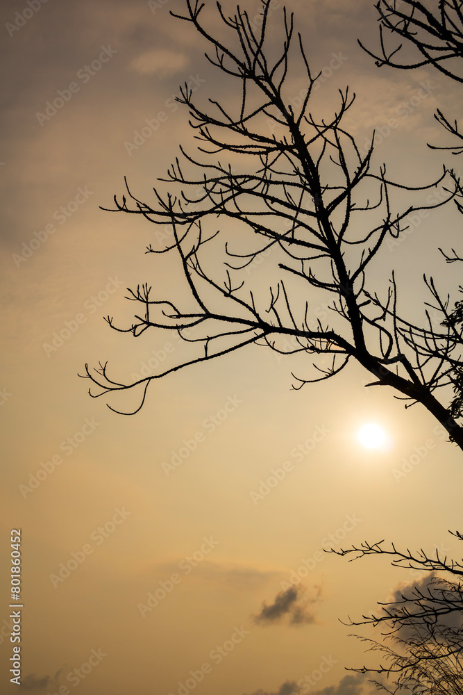 Tree silhouette at sunset time Rawai beach Phuket Thailand Tree silhouette at sunset time Rawai beach Phuket Thailand