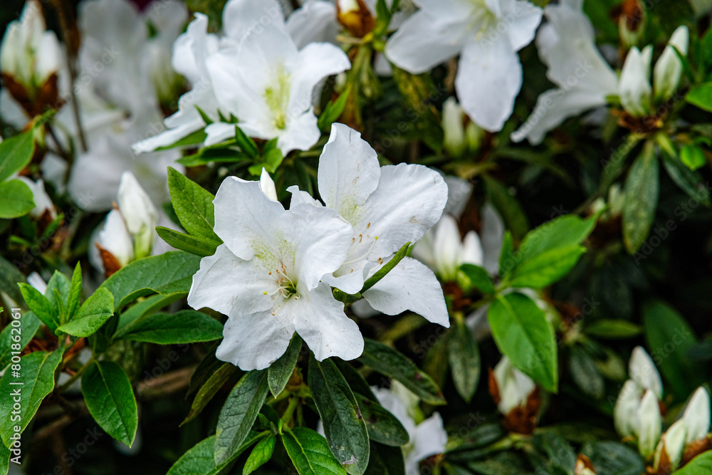 White Azalea flowers in Yangmingshan Park, Taipei Taiwan. White Azalea flowers in Yangmingshan Park, Taipei Taiwan.