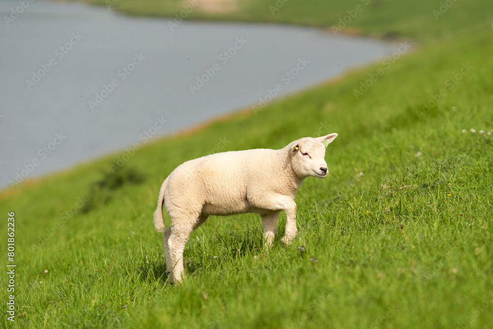 Sheep on the water at Easter. Netherlands, Zeeland, Oosterschelde. Sheep on the water at Easter. Netherlands, Zeeland, Oosterschelde.