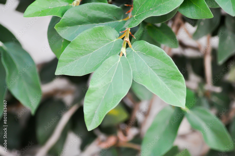 Obraz premium ficus pumila or climbing fig or Climbing Vine