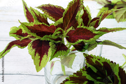 Canvastavla cuttings of bicolor - red-green coleus stand in a glass mug