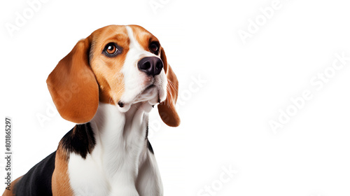 beagle puppy dog isolated on white background with copy space, banner