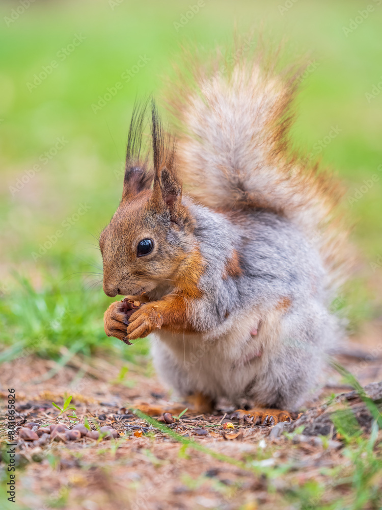 Squirrel eats a nut while sitting in green grass. Eurasian red squirrel, Sciurus vulgaris Squirrel eats a nut while sitting in green grass. Eurasian red squirrel, Sciurus vulgaris