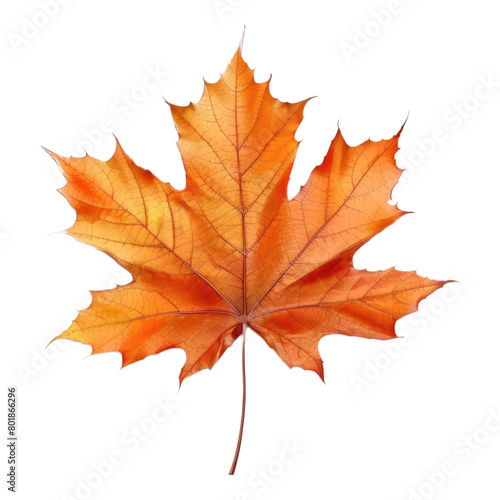 Autumn maple leaf isolated on transparent background
