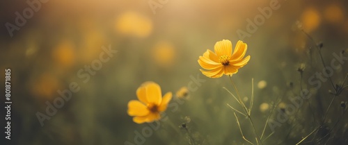 yellow cosmos flower on blurred nature background © Adi