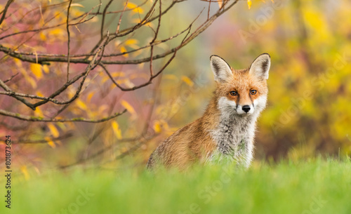 Lis rudy (Vulpes culpes)