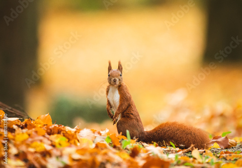 Wiewiórka ruda (Sciurus vulgaris)