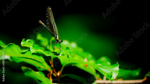 Świtezianka dziewica (Calopteryx virgo)